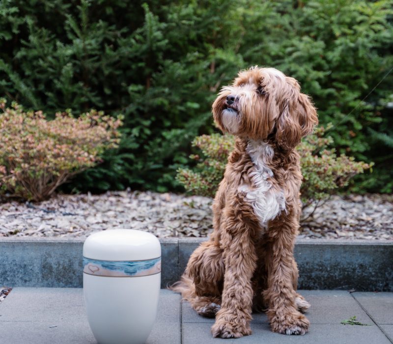 Home 2 afscheidshuis-vancleef-©-wolfish-92